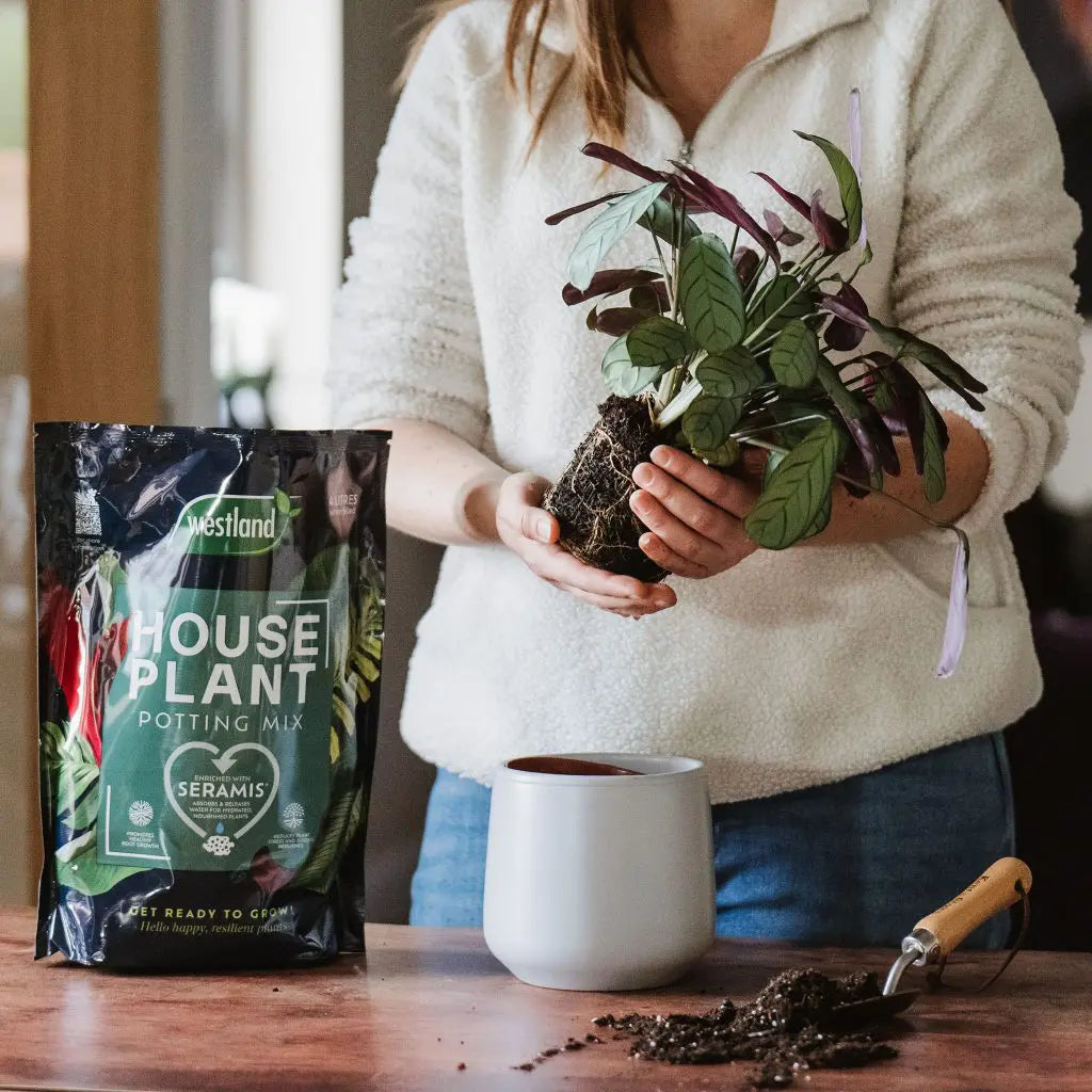 Westland Houseplant Potting Mix Peat Free 4L