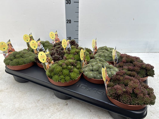 Sempervivum Mix + Etiket / P13 - 20cm-Easy Garden Centre