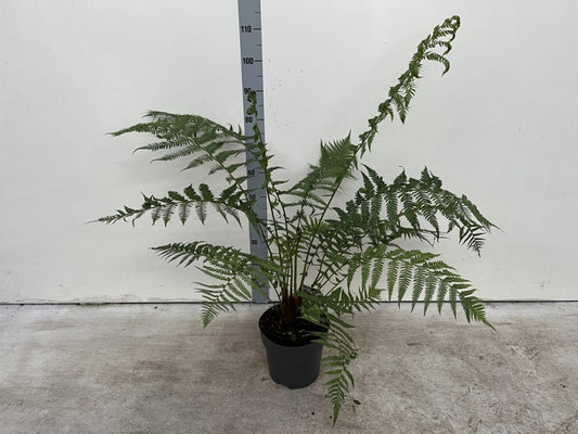Dicksonia Antarctica / P24 - 135cm-Easy Garden Centre