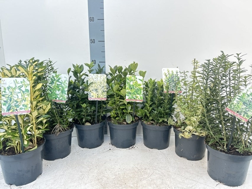 Euonymus Mix / C2 - 25cm-Easy Garden Centre