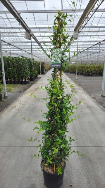Trachelospermum jasminoides / 20L / 210Cm