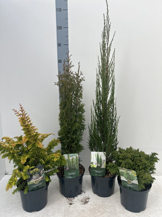 Conifers Mix Exclusive / C2,5 40cm-Easy Garden Centre