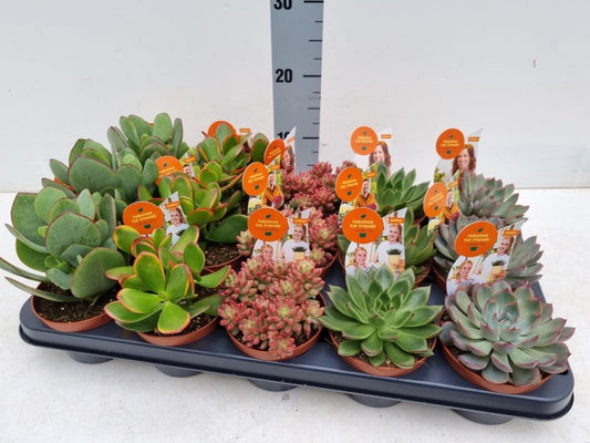 Succulenten Mix + Etiket / P10,5 - 25cm-Easy Garden Centre