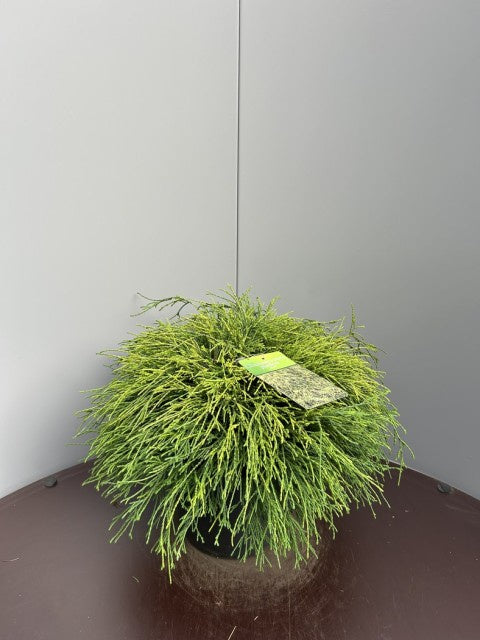 Chamaecyparis Pisifera Sungold / C7,5 50cm-Easy Garden Centre