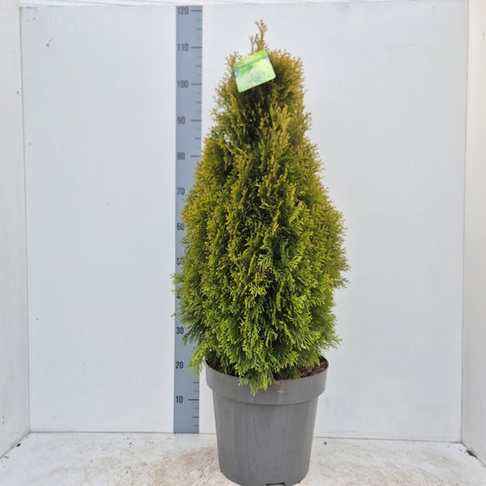 Thuja Occidentalis Golden Smaragd / C15 100cm-Easy Garden Centre