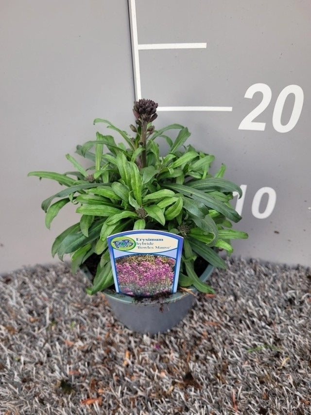 Erysimum Bowles Mauve / P13 - 25cm-Easy Garden Centre