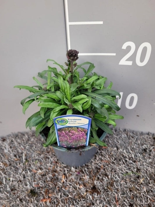 Erysimum Bowles Mauve / P13 - 25cm-Easy Garden Centre