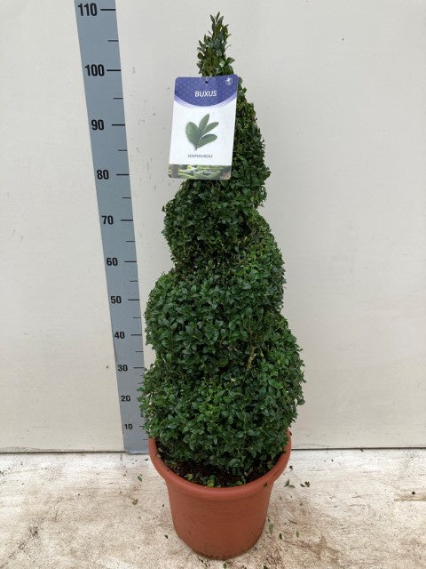 Buxus Sempervirens Spiral / C12 - 110cm-Easy Garden Centre