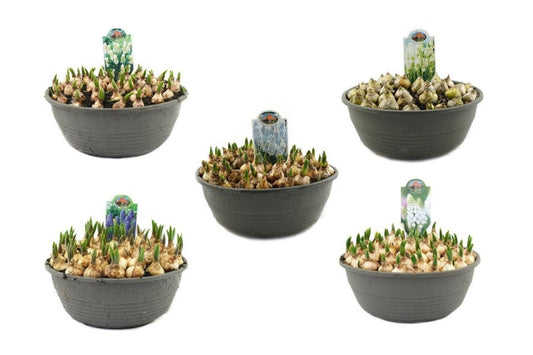 Muscari Mix / P27 - 25cm-Easy Garden Centre