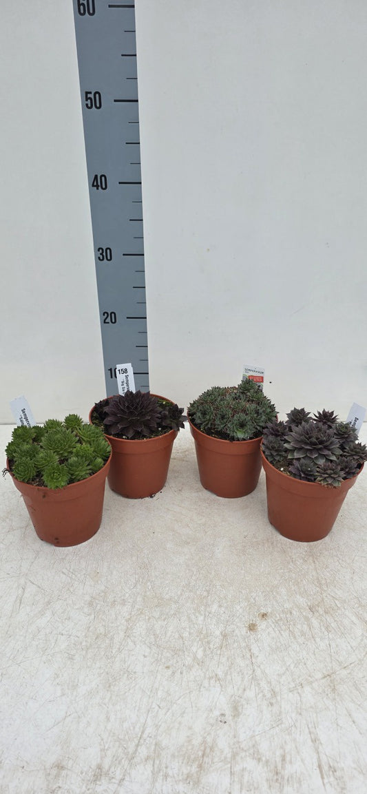 Sempervivum mix / P13 - 20cm-Easy Garden Centre