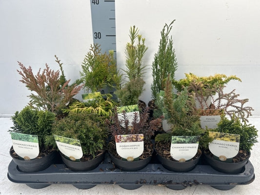Conifers Mix Standard / P10,5 35cm-Easy Garden Centre