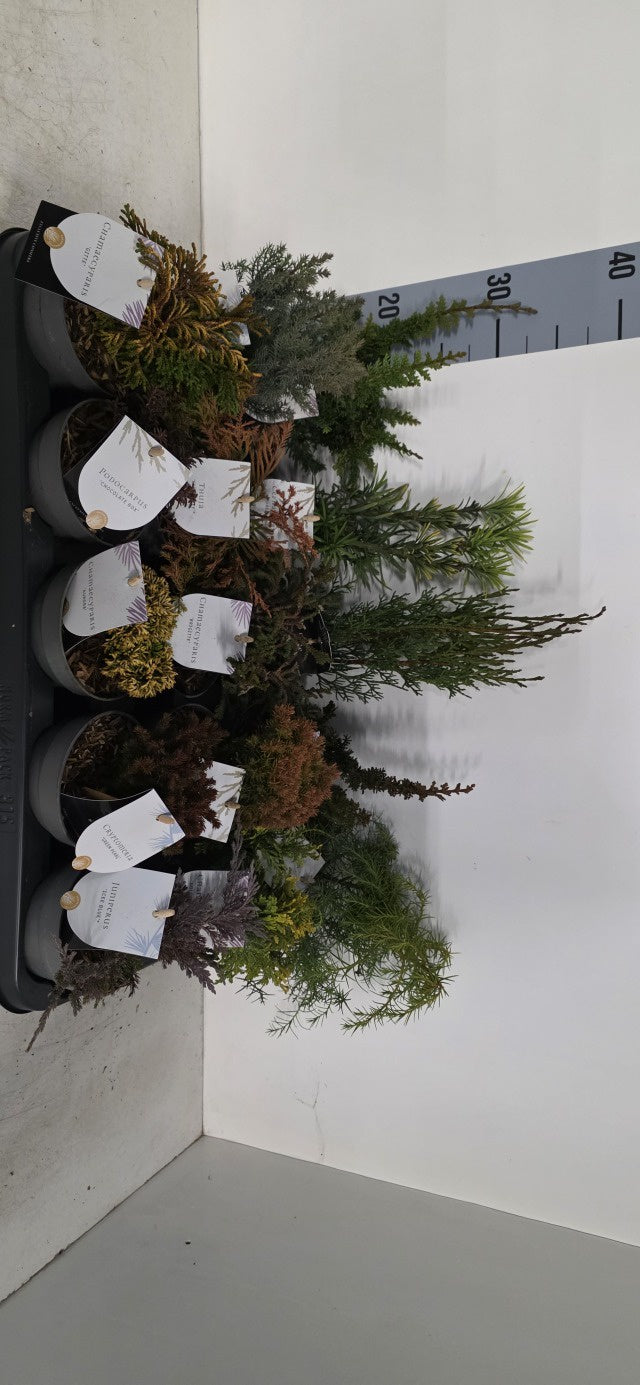 Conifers Mix Exclusive / P10,5 35cm-Easy Garden Centre