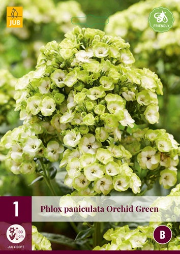 1 PHLOX PANICULATA ORCHID GREEN