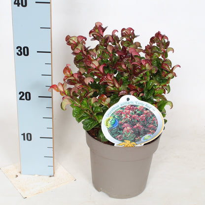 Leucothoe axi. Curly Red / P17 (2 Ltr)