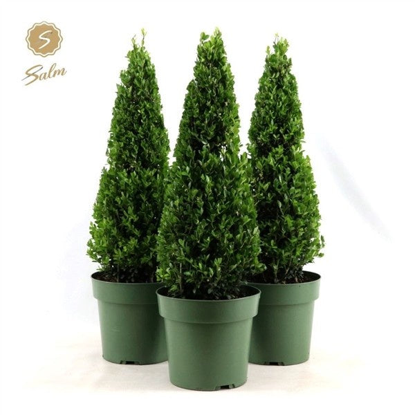 Ilex Crenata Jenny Cone / P21 - 75cm-Easy Garden Centre