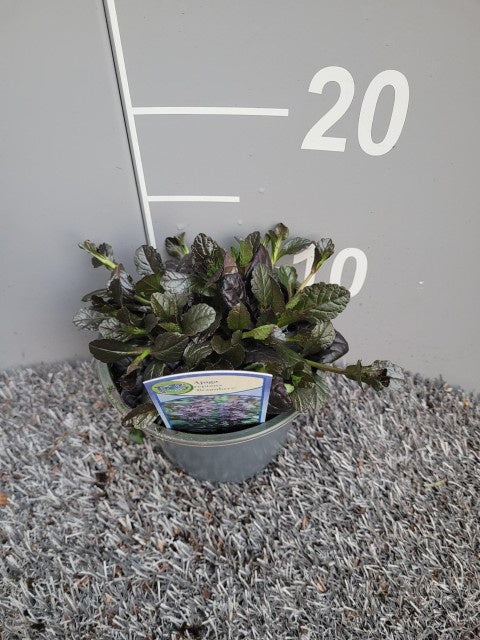 Ajuga Reptans Braunherz / P13 - 20cm-Easy Garden Centre