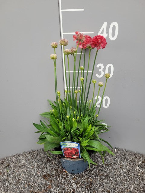 Armeria Pseudarmeria Ballerina Red / P13 - 25cm-Easy Garden Centre