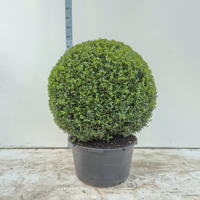 Buxus Sempervirens Ball / C65 - 110cm-Easy Garden Centre