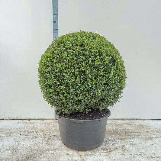Buxus Sempervirens Ball / C65 - 110cm-Easy Garden Centre
