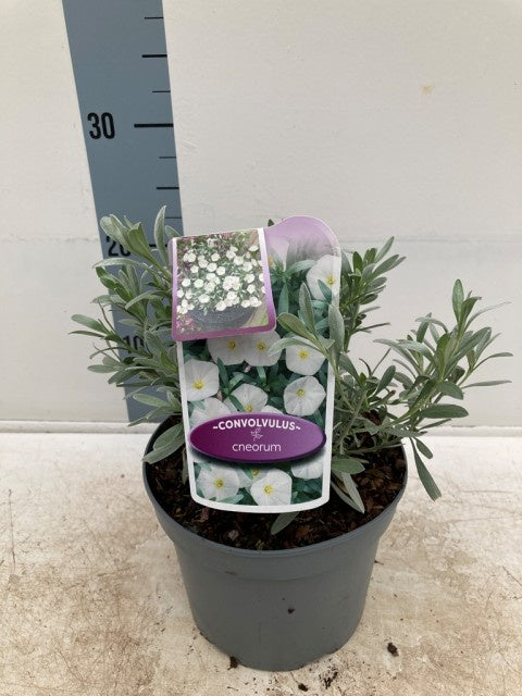 Convolvulus Cneorum / C2 - 35cm-Easy Garden Centre