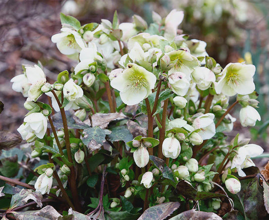 HELLEBORUS Mollys White / 2 Litre-Easy Garden Centre