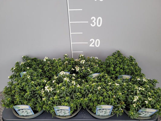 Iberis Sempervirens Snow Cone / P13 - 20cm-Easy Garden Centre