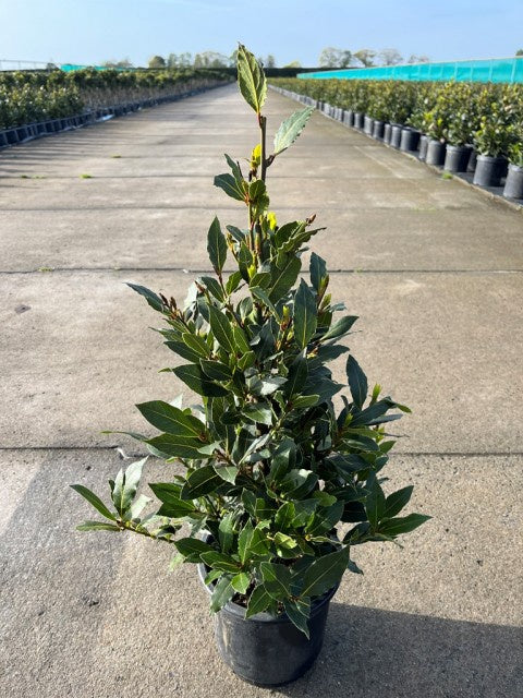 Laurus Nobilis Pyramid / P16 - 70cm-Easy Garden Centre