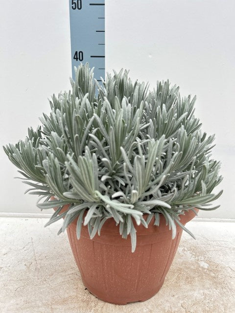 Lavandula Angustifolia / P25 - 45cm-Easy Garden Centre