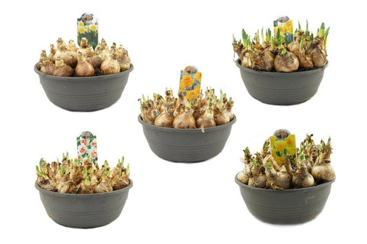 Narcissus Mix / P27 - 25cm-Easy Garden Centre