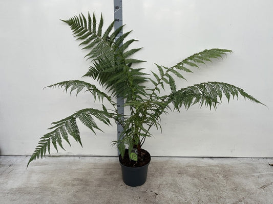 Dicksonia Antarctica / P32 - 150cm-Easy Garden Centre