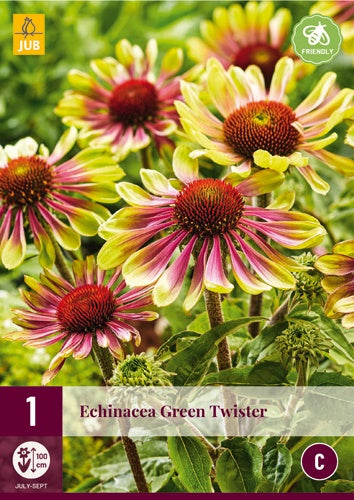 1 ECHINACEA GREEN TWISTER