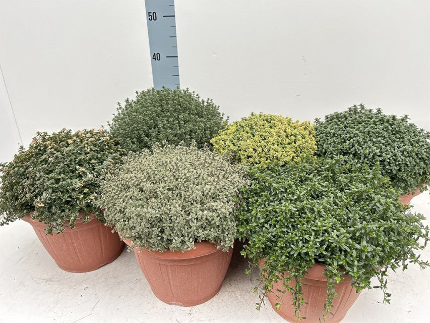 Thymus Vulgaris Mix / P25 - 45cm-Easy Garden Centre