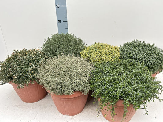 Thymus Vulgaris Mix / P25 - 45cm-Easy Garden Centre