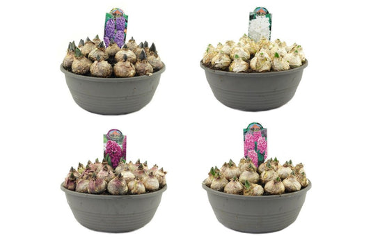 Hyacinthus Mix / P27 - 20cm-Easy Garden Centre