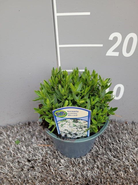 Arenaria Montana Blizzard / P13 - 20cm-Easy Garden Centre