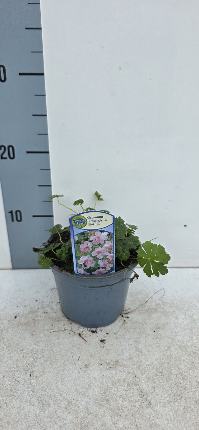 Geranium Cantabrigiense Biokovo / P13 - 20cm-Easy Garden Centre