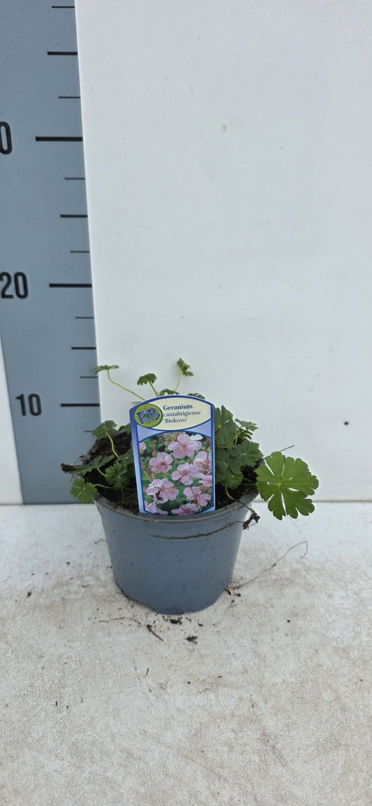 Geranium Cantabrigiense Biokovo / P13 - 20cm-Easy Garden Centre