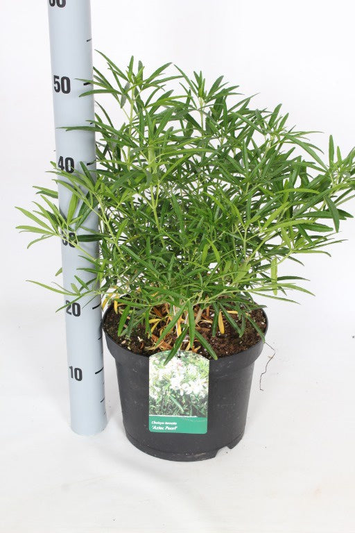 Choisya ternata Aztec Pearl / P23 (5 Ltr)