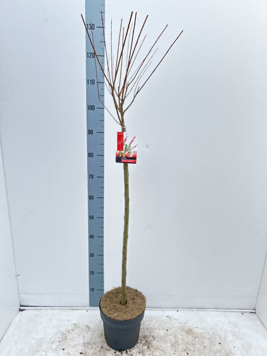 Salix Interga Flamingo stem / 4.5ltr 130cm