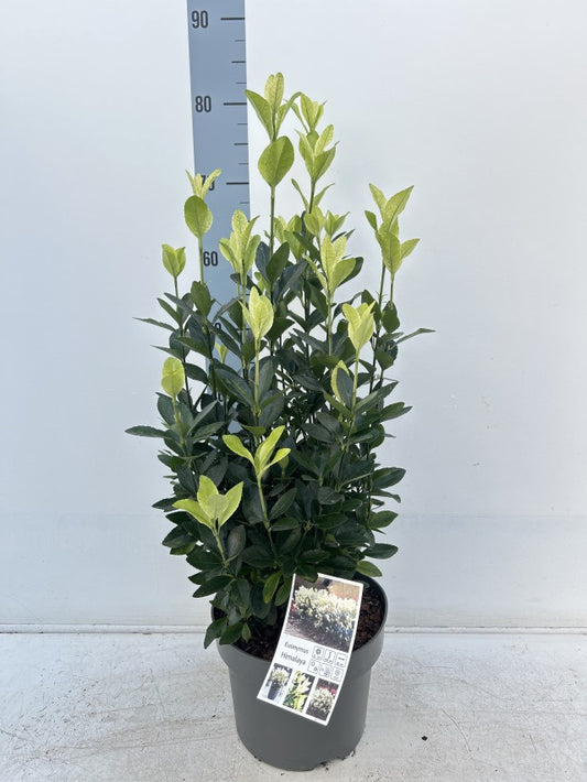 Euonymus Japonicus Himalaya / C5 - 65cm-Easy Garden Centre
