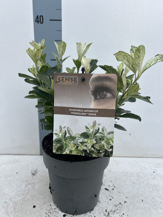 Euonymus Japonicus Pierrolino / P15 - 40cm-Easy Garden Centre
