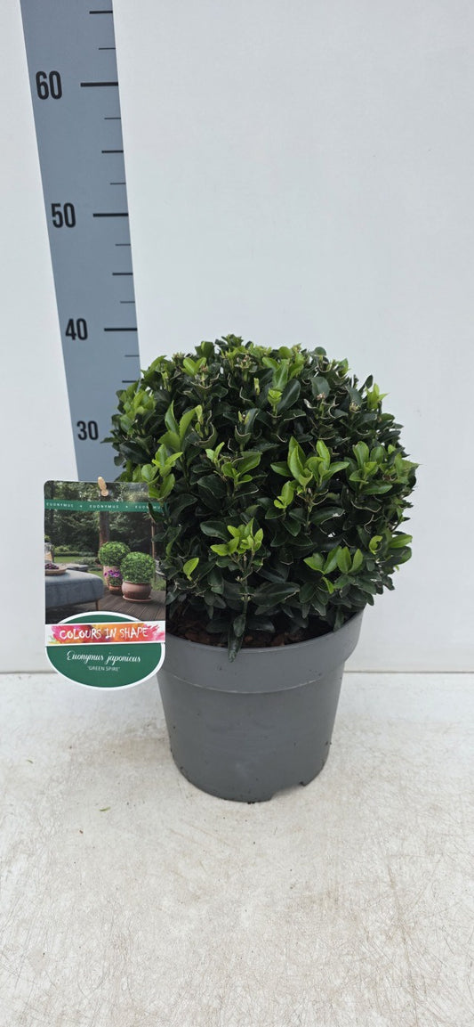 Euonymus Green Spire / C5 - 45cm-Easy Garden Centre