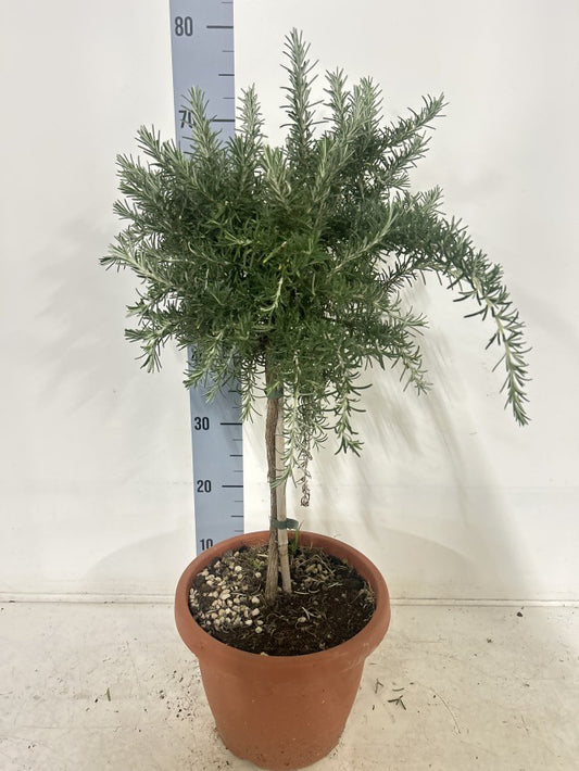 Rosmarinus Prostratus Stem / P25 - 85cm-Easy Garden Centre