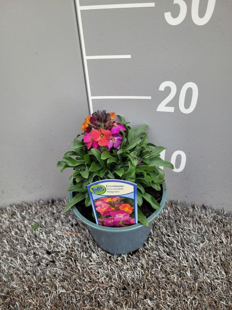 Erysimum Magenta / P13 - 25cm-Easy Garden Centre