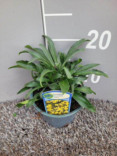 Erysimum Yellow Bird / P13 - 25cm-Easy Garden Centre