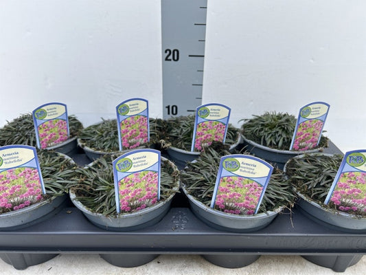 Armeria Maritima Rubrifolia / P13 - 20cm-Easy Garden Centre