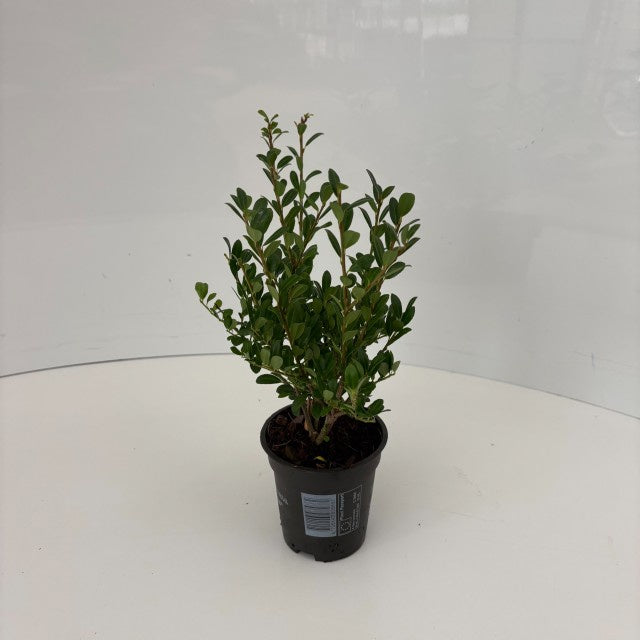 Ilex Crenata Luxus / P9 30cm-Easy Garden Centre