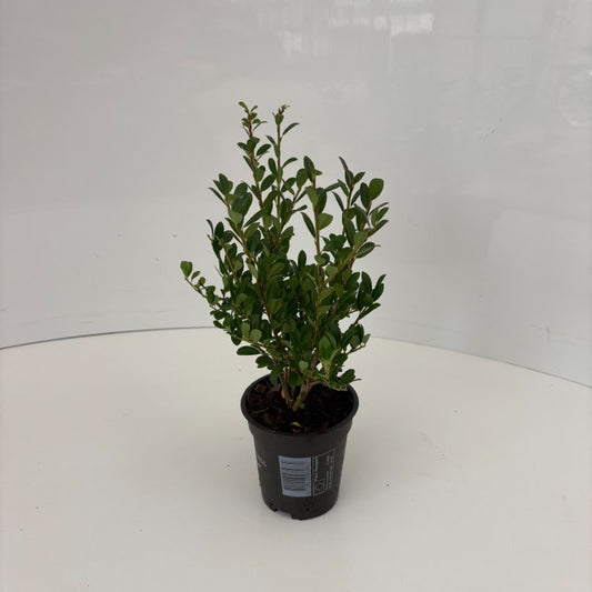 Ilex Crenata Luxus / P9 30cm-Easy Garden Centre