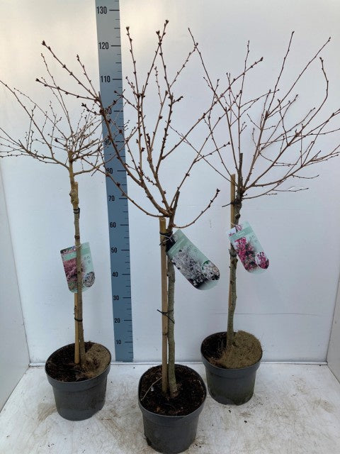 Prunus Flowering Mix / C5 - 120cm-Easy Garden Centre