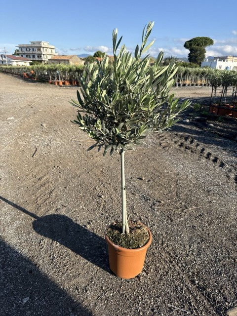 Olea Europaea on Stem / P18 - 90cm-Easy Garden Centre